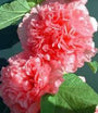 Hollyhock, Pink, Red & Yellow Seeds Organic Heirloom,beautiful Tall Clusters